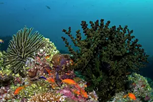 Noble: Noble Feather Star - Tubastrea Micranthus Coral