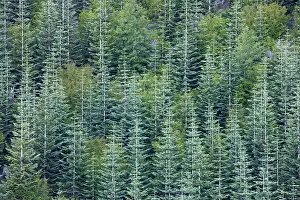 Noble: Noble Fir Plantation