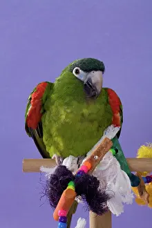 Mini: Noble Mini-macaw