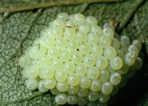 Clusters: Noctuid Moth - Egg Cluster on blackthorn