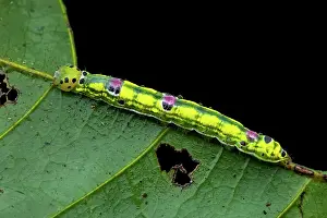 Amazonian: Noctuid moth (Noctuidae sp) caterpillar on a leaf