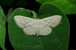 Noctuidae: Noctuidae moth on leaf - Klungkung, Bali, Indonesia