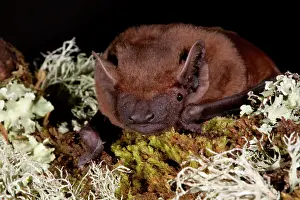 Noctule Bat