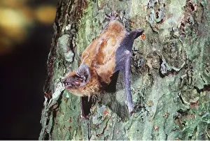 Clinging: Noctule BAT - clinging to tree trunk