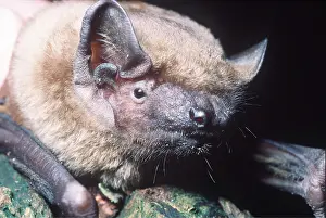 Bats: NOCTULE BAT - close-up of face