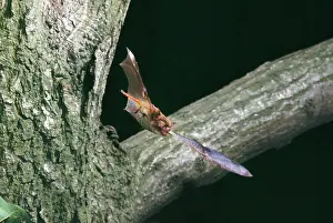 Ursula Curth: NOCTULE BAT- in flight