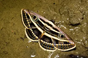 Noctuoidea: Noctuoid moth