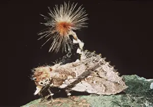Lures: NOCTURN MOTH - with lure, maybe for defence
