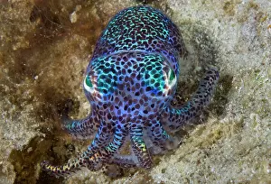 Waigeo: Nocturnal bobtail squid (Sepiolida), Aljui