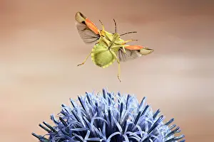 Thistle: Nocturnal fruit bug (Carpocoris fuscispinus), in