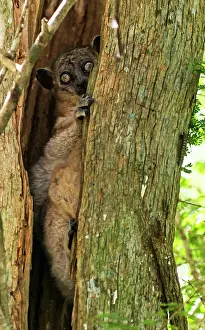 Lepilemur: Nocturnal Hubbard's Sportive Lemur in tree