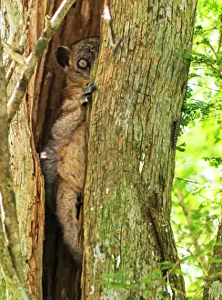Renato Granieri: Nocturnal Hubbard's Sportive Lemur in tree