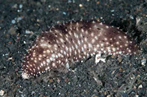 Holothuria: Nocturnal Remarkable Sea Cucumber during night dive