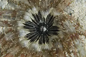 Dampier: Nocturnal Sand Anemone - on sand - Night dive