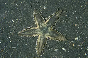 Starfishes: Nocturnal Sea Star