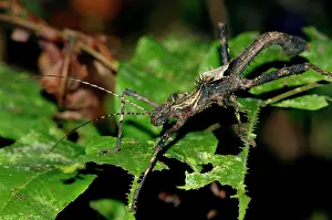 Primary: Nocturnal spine-covered Stick Insect (appears to