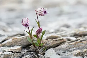 Herbaceous: Nodding Campion
