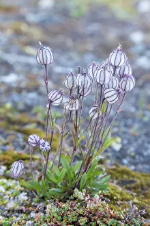 Herbaceous: Nodding Campion