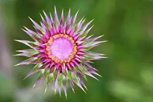 Carduus: Nodding Thistle