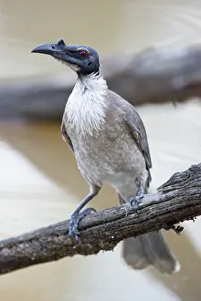 Corniculatus: Noisy Friar Bird