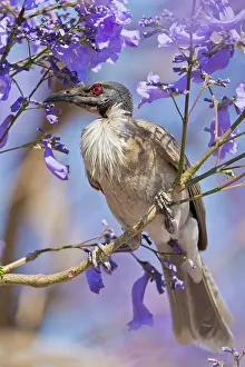 Queensland: Noisy Friarbird