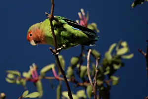 Rosy: Noisy and gregarious bird common in most part of Namibia