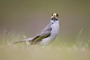 Miners: Noisy Miner