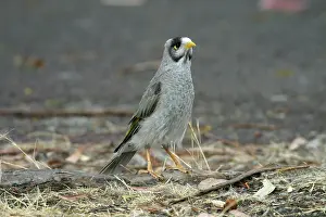 Miners: Noisy Miner