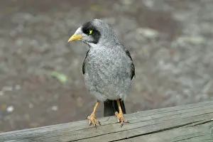 Miners: Noisy Miner