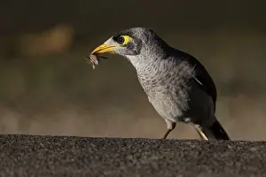 Miners: Noisy Miner