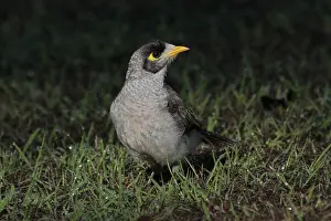 Miner: Noisy Miner