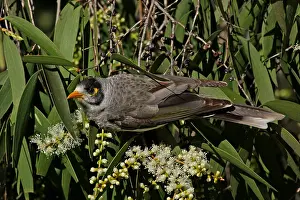 Miner: Noisy Miner