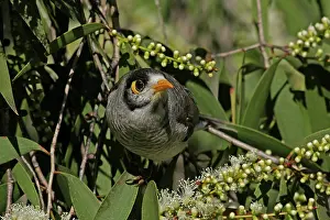 Miner: Noisy Miner