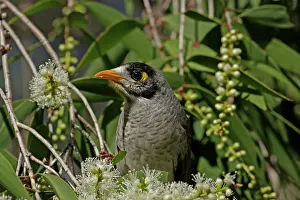 Miner: Noisy Miner
