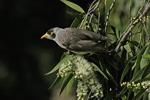 Miner: Noisy Miner