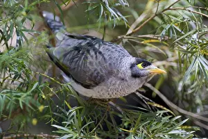 Miner: Noisy Miner
