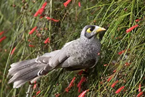 Fountain: Noisy Miner - Clinging to a flowering bush - Firecracker