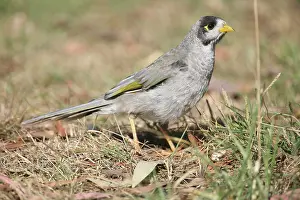 Miners: Noisy Miner - On ground