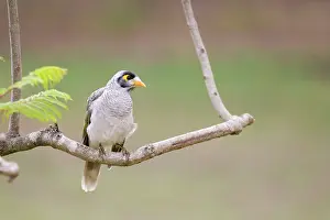 Miners: Noisy Miner - Perched in a garden tree