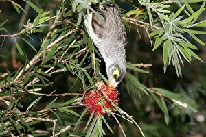 Eric Lindgren: Noisy Miner probes for nectar with its brush-tipped