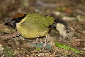 Noisy: Noisy Pitta