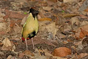 Noisy: Noisy Pitta - on the leaf strewn floor of the woodland