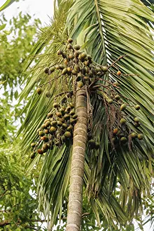 Assam: Noix d'arec ou noix de Betel
Noix d'arec ou noix de Betel