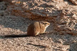 Dassie: Noki / Dassie Rat - sitting on rock