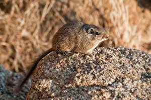 Dassie: Noki / Dassie Rat - sitting on rock in early morning light
