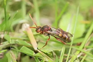 960521: Nomad Bee - Cleptoparasitic on Mining bees