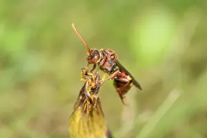 Mining: Nomad Bee - Cleptoparasitic on Mining bees
