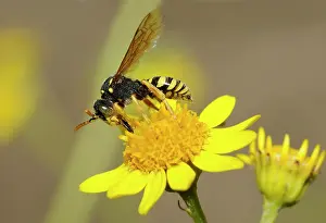 Nomad: Nomad Bee (Nomada goodeniana) on Pulicaire (Pulicaria