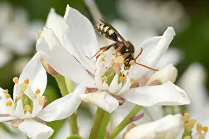 Nomada: Nomada / Cuckoo Bee - feeding on flower