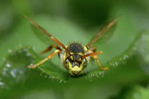 Nomada: Nomada sp